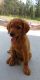 Goldendoodle Puppies for sale in Duluth Township, MN, USA. price: NA