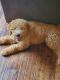 Goldendoodle Puppies for sale in Geneva, IL, USA. price: NA
