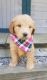 Goldendoodle Puppies for sale in Baltic, OH 43804, USA. price: $2,450