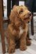 Goldendoodle Puppies for sale in Bel Air, MD 21014, USA. price: NA