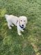 Goldendoodle Puppies for sale in Concord, NC, USA. price: NA