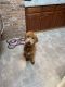 Goldendoodle Puppies for sale in Monmouth County, NJ, USA. price: $2,000