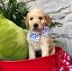 Goldendoodle Puppies for sale in Sharpsburg, GA 30277, USA. price: $1,995