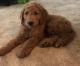 Goldendoodle Puppies for sale in Wexford, PA 15090, USA. price: $2,000