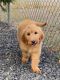 Goldendoodle Puppies for sale in Kenmore, WA, USA. price: $1,200