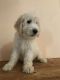 Goldendoodle Puppies for sale in Golden Valley, AZ 86413, USA. price: $1,000