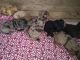 Goldendoodle Puppies for sale in Delta, PA 17314, USA. price: $3,500