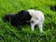 Goldendoodle Puppies for sale in Salt Lake City, UT 84123, USA. price: $2,500