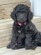 Goldendoodle Puppies for sale in Batavia, OH 45103, USA. price: NA