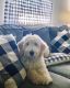 Goldendoodle Puppies for sale in Georgetown, KY 40324, USA. price: NA