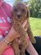 Goldendoodle Puppies for sale in Lowville, NY 13367, USA. price: NA