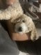 Goldendoodle Puppies for sale in Henderson, NV, USA. price: NA