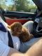 Goldendoodle Puppies for sale in Sterling Heights, MI, USA. price: $2,200