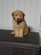 Goldendoodle Puppies for sale in Union, NJ, USA. price: $2,000