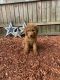 Goldendoodle Puppies for sale in Peabody, MA 01960, USA. price: $1,300