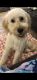 Goldendoodle Puppies for sale in Valrico, FL, USA. price: NA