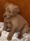Goldendoodle Puppies for sale in Laramie, WY, USA. price: NA