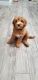 Goldendoodle Puppies for sale in Brandon, FL 33511, USA. price: NA