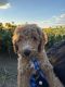 Goldendoodle Puppies for sale in Parkville, MD, USA. price: $3,000