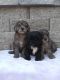 Goldendoodle Puppies for sale in Stitzer, WI 53825, USA. price: NA