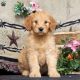 Goldendoodle Puppies for sale in Allentown, PA, USA. price: $1,800