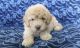 Goldendoodle Puppies for sale in NY State Thruway, New York, USA. price: NA