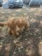 Goldendoodle Puppies for sale in Creve Coeur, MO, USA. price: NA