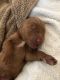 Goldendoodle Puppies for sale in Rancho Cucamonga, CA, USA. price: $3,500