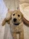 Goldendoodle Puppies for sale in Naples, FL, USA. price: NA