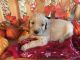 Goldendoodle Puppies for sale in Batesville, AR 72501, USA. price: NA