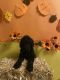 Goldendoodle Puppies for sale in Playa Del Rey, CA 90291, USA. price: NA