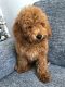 Goldendoodle Puppies for sale in Kissimmee, FL, USA. price: $1,800