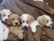 Goldendoodle Puppies for sale in Springville, UT, USA. price: $3,000