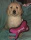 Goldendoodle Puppies for sale in Oviedo, FL, USA. price: $2,100