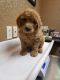 Goldendoodle Puppies for sale in Jacksboro, TN 37757, USA. price: $1,000