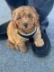 Goldendoodle Puppies for sale in Conway, SC, USA. price: NA
