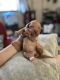 Goldendoodle Puppies for sale in Tallahassee, FL, USA. price: $2,000
