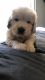 Goldendoodle Puppies for sale in Cedar Bluff, VA 24609, USA. price: NA