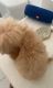 Goldendoodle Puppies for sale in Miami Beach, FL, USA. price: NA