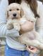 Goldendoodle Puppies for sale in Florence, SC, USA. price: NA