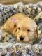 Goldendoodle Puppies for sale in Tarpon Springs, FL, USA. price: $2,500