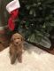 Goldendoodle Puppies for sale in Federal Way, WA, USA. price: NA