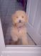 Goldendoodle Puppies for sale in St. Albans, Queens, NY, USA. price: NA