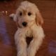 Goldendoodle Puppies for sale in Washington, DC, USA. price: $3,000