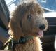 Goldendoodle Puppies for sale in Hollywood, FL, USA. price: $9,200