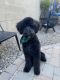 Goldendoodle Puppies for sale in Gilbert, AZ 85295, USA. price: NA