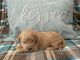 Goldendoodle Puppies for sale in Cuba, NY 14727, USA. price: NA