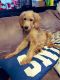 Goldendoodle Puppies for sale in Douglasville, GA, USA. price: NA