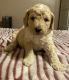 Goldendoodle Puppies for sale in Macon, GA, USA. price: $2,250