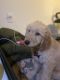 Goldendoodle Puppies for sale in Richmond, VA, USA. price: $1,500